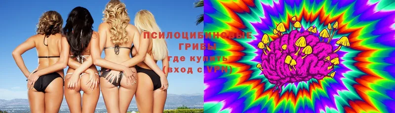 Псилоцибиновые грибы Psilocybe  shop состав  Кушва 